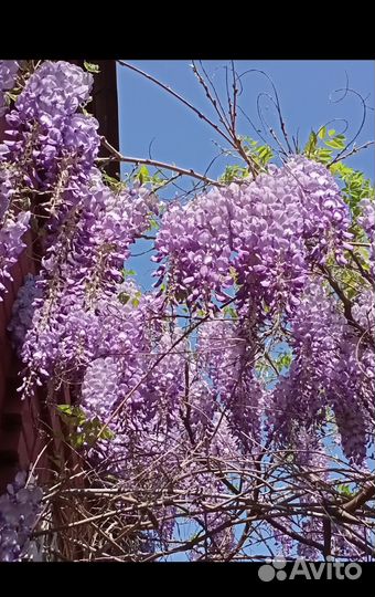 Черенки глицинии