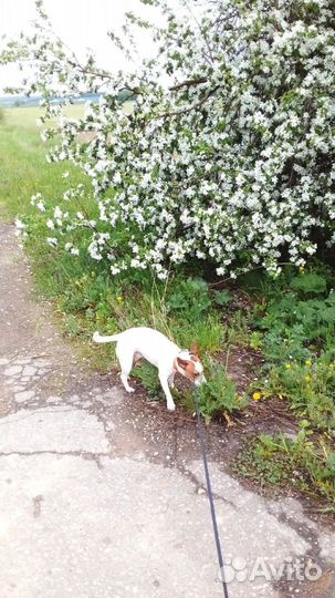 Терьер Пахом - Вязка/Случка