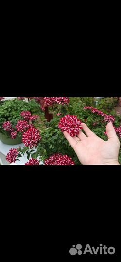 Вербена вегетативная ампельная