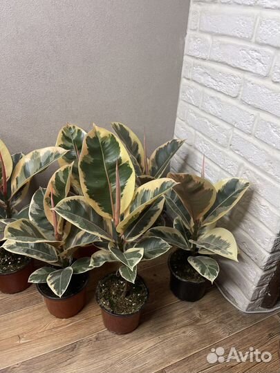 Фикус эластика тинеке комнатные цветы