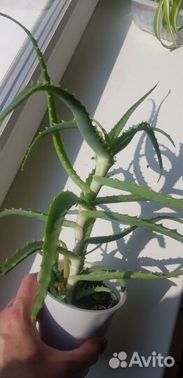 Алое 2 года. традесканция