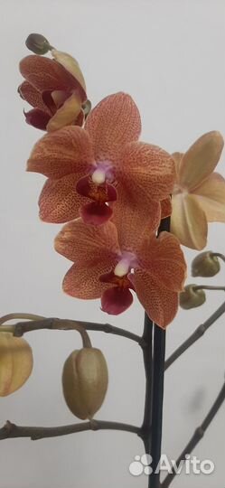 Орхидея Сансет Лав