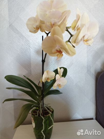 Орхидея фаленопсис
