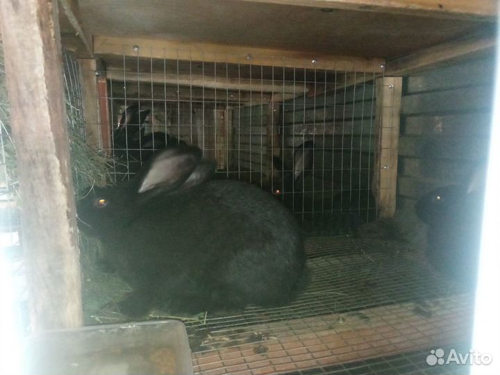 Кролики Полтавское серебро