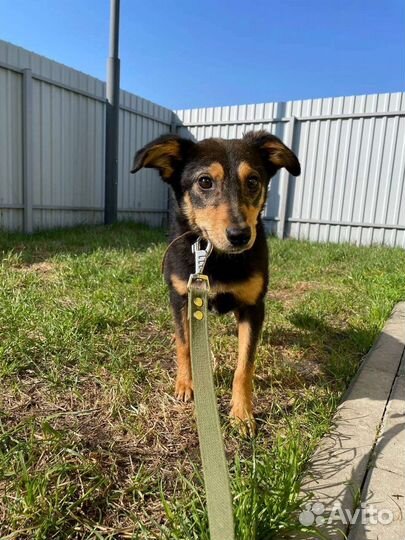 Собаки бесплатно в добрые руки