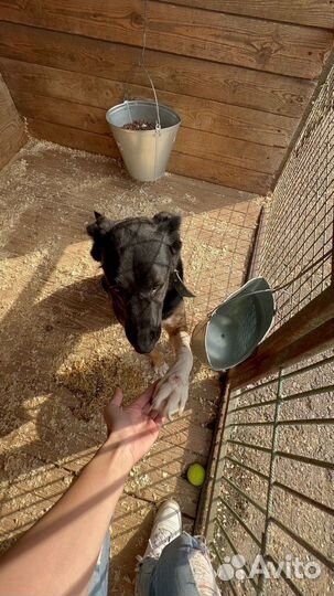 Собаку вернули в приют