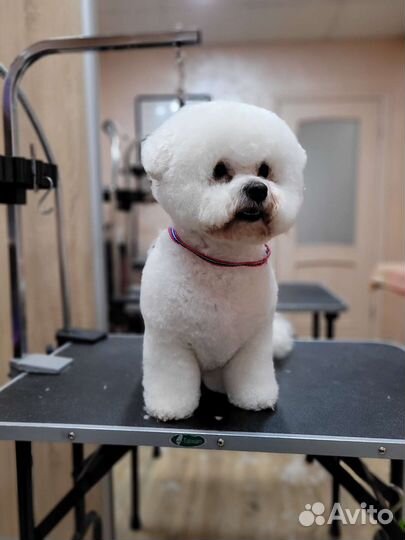 Стрижка собак/ кошек (груминг)