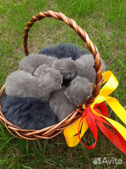 Британские котята