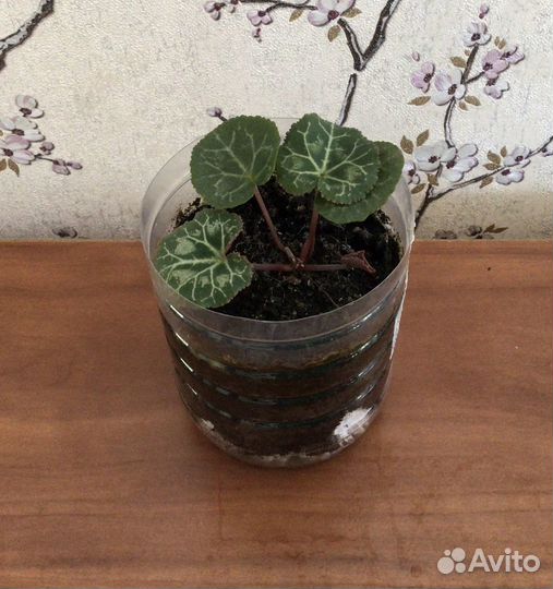 Комнатные цветы цикламен