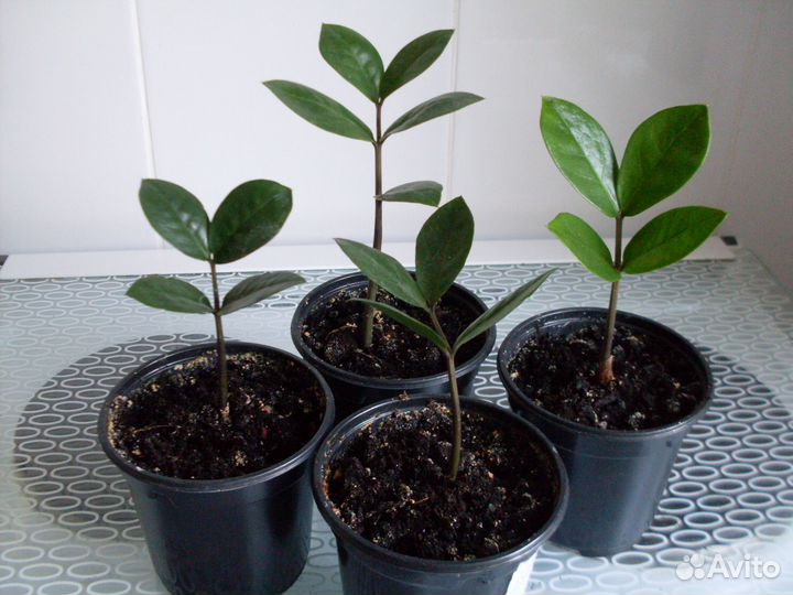 Детский садик