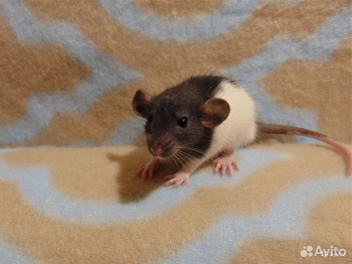 Крысята, Крыски - дамбоушки, микки - маусы, клетки