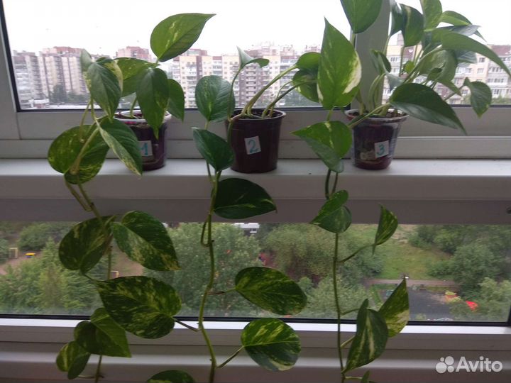 Сциндапсусы, комнатная быстрорастущая лиана