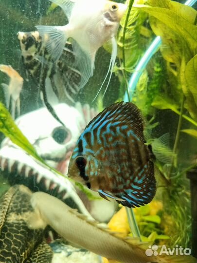 Аквариум с тумбой 100л