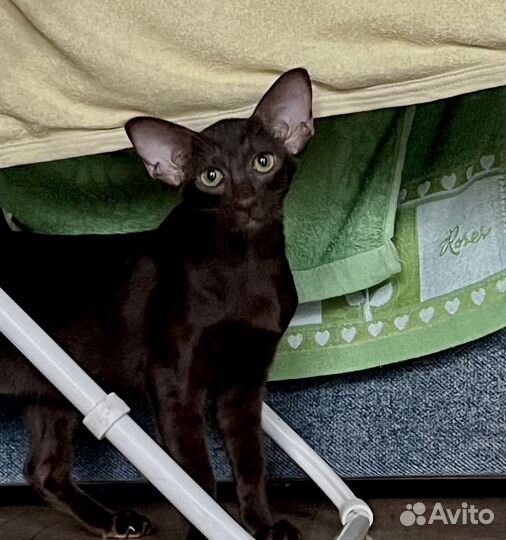 Ориентальные котята