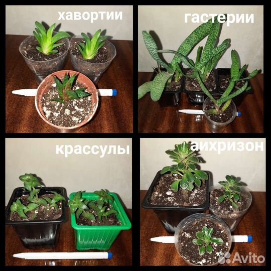 Суккуленты, семена суккулентов