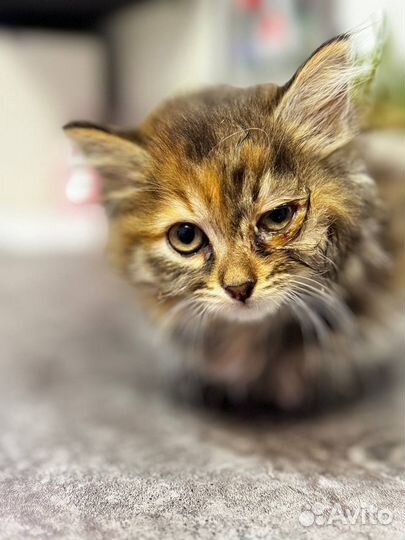 Котенок ищет дом