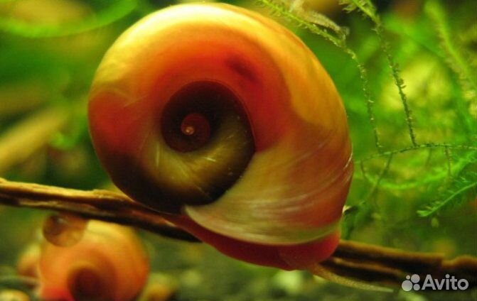 Улитка катушка (Planorbidae)