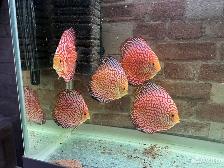 Продам дискусов