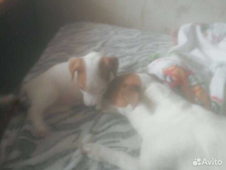 Маленькая собака