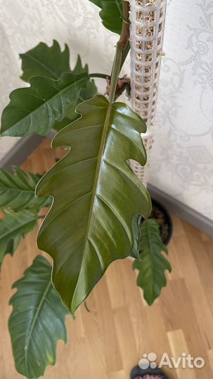 Филодендрон карамель плуто