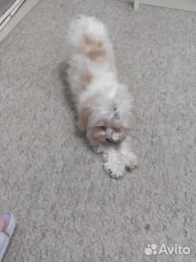 Мальтийская болонка мини вязка