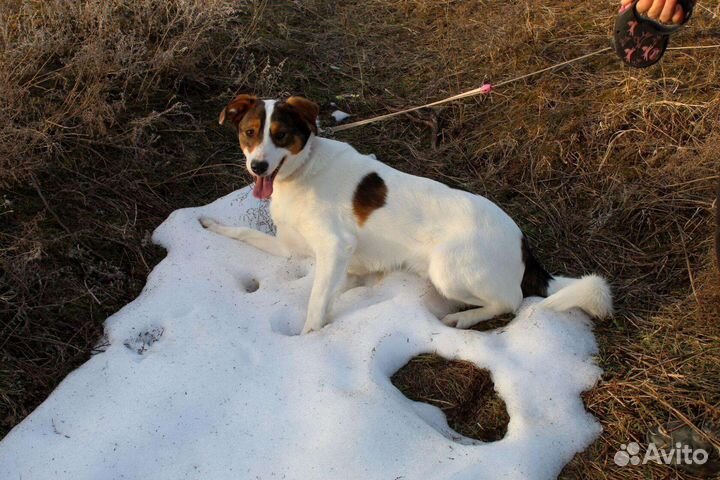 Щенок подросток в добрые руки