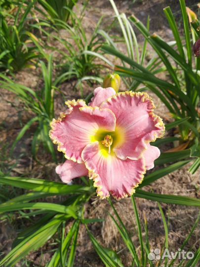 Лилейники сортовые