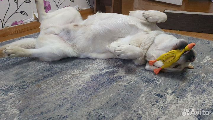 Вязка лабрадор ретривер