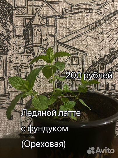 Мята сортовая