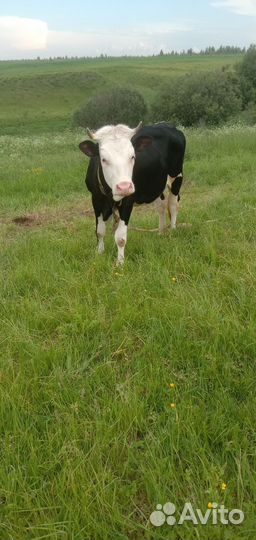 Телки и бычок