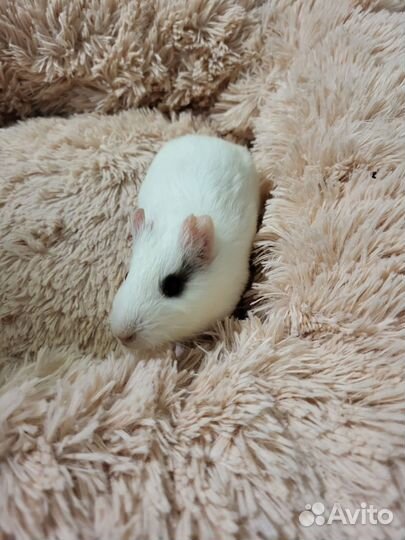 Морские свинки, 1,5 месяца