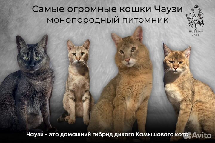 Котята Чаузи Ф1 и Ф2 из питомника