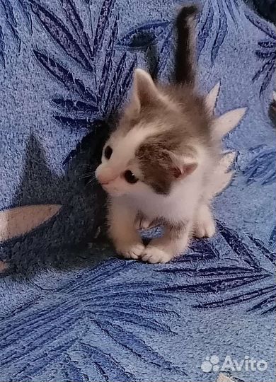 Кошка в дар бесплатно