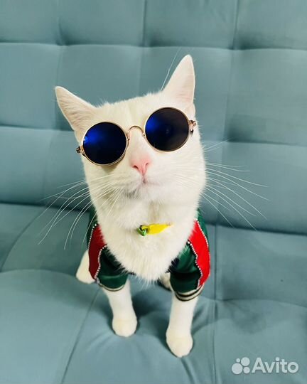 Очки для кошек и собак