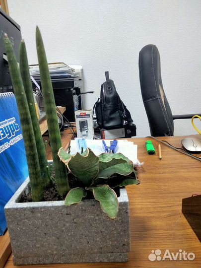 Флорариум,композиция с сансивиериями,подарок