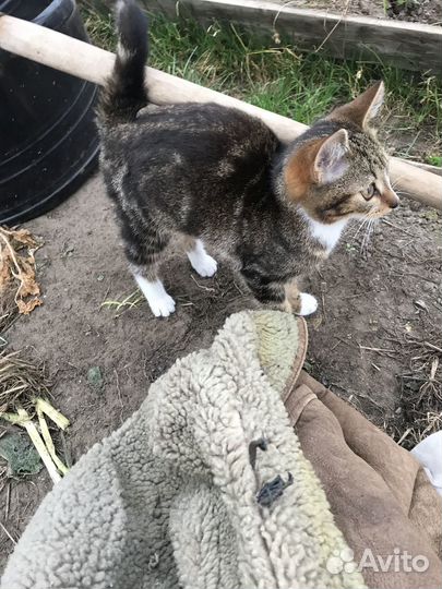Красивая кошечка