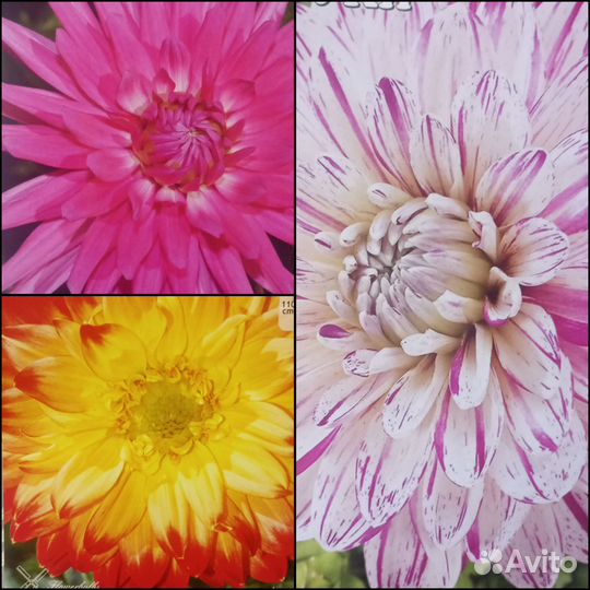 Клубни Георгинов