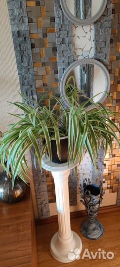 Хлорофитум