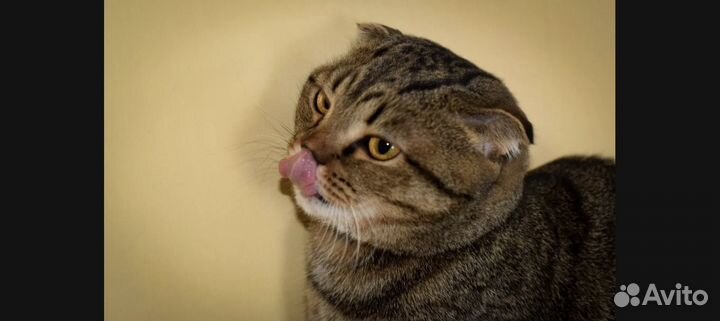 Шотландский кот в добрые руки