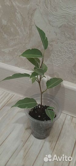 Фикус бенджамина Нина