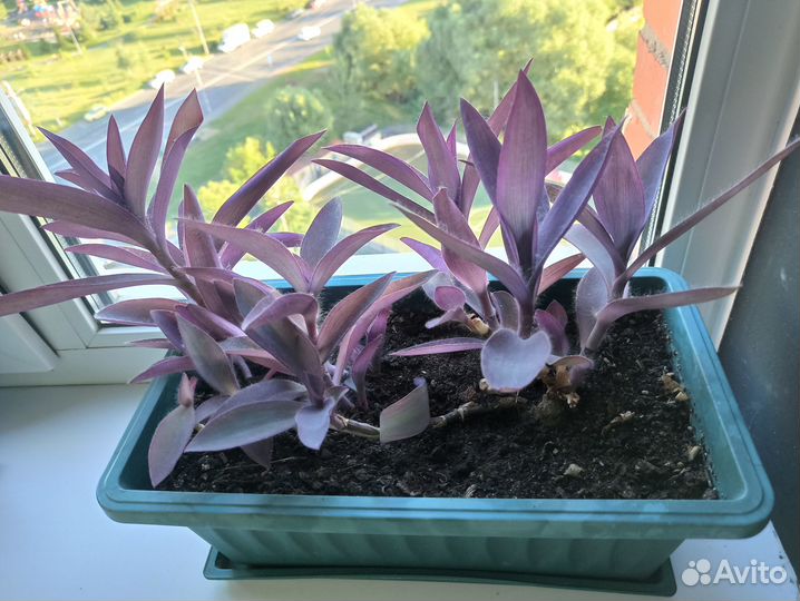 Пеларгония - укоренённые черенки, саткрезия