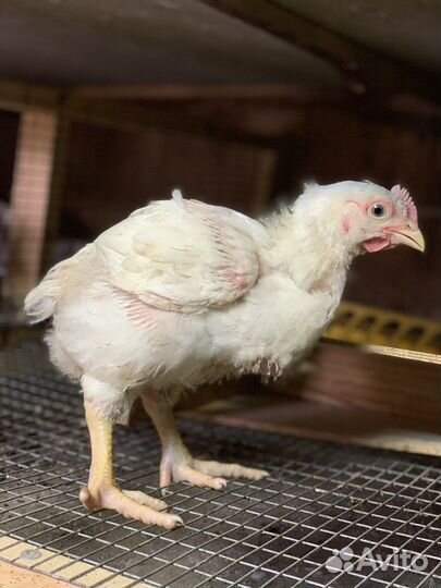 Бройлер кобб 500 и цветной бройлер