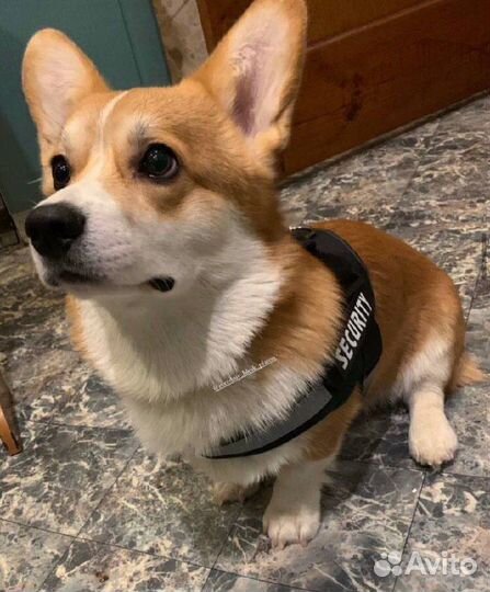 Корги. Кобель. Вязка