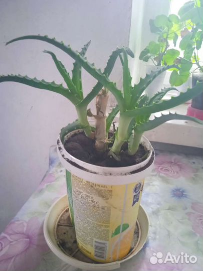 Алоэ лечебный