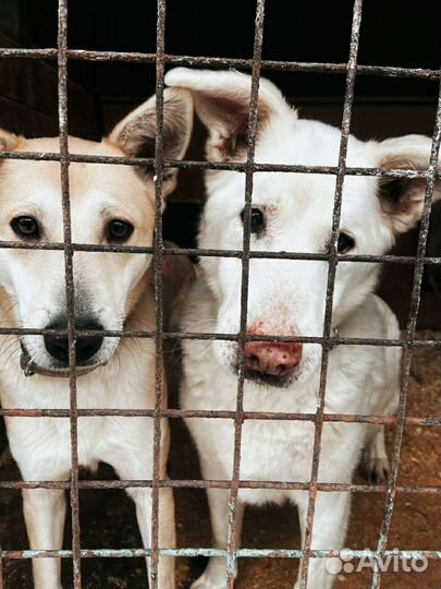 Собаки хотят гулять