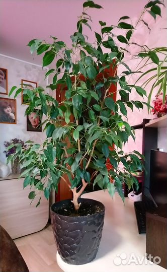Фикус бенджамина