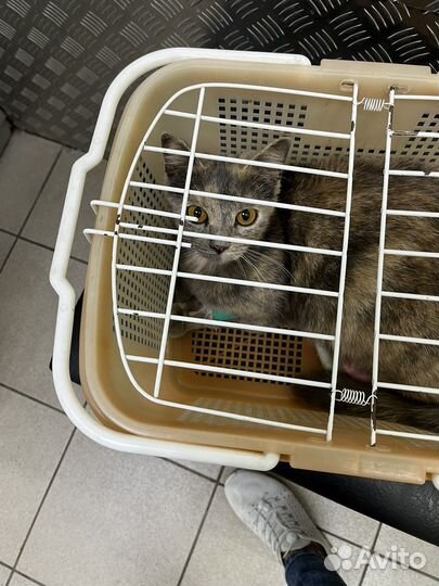 Кошечка Ксюшп серая с рыжим ищет дом