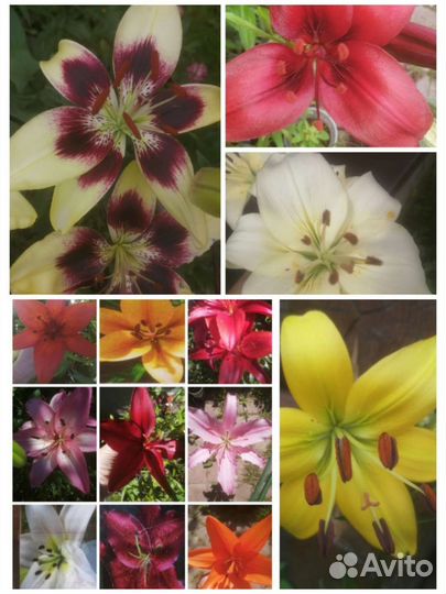 Лилейники, лилии