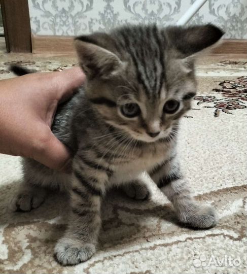 Котята