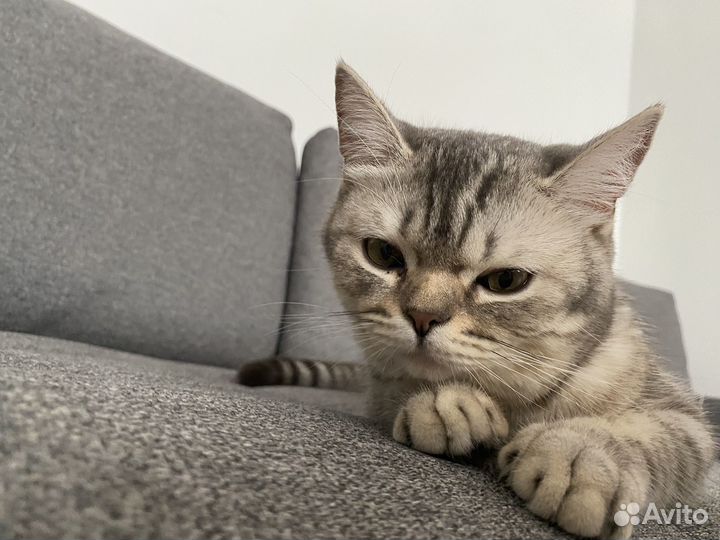 Кошка британка